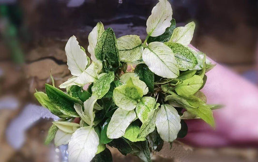 Anubias pinto/white 1 rhizome 5 cm super white color