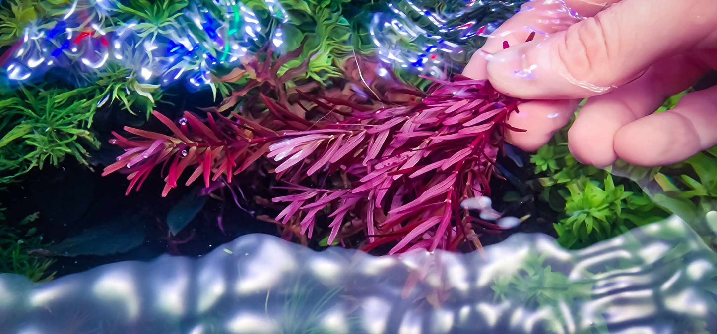Rotala blood red singapore 10 stems 15cm
