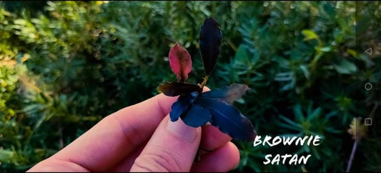 Bucephalandra brownie satan 1 rhizome 7cm