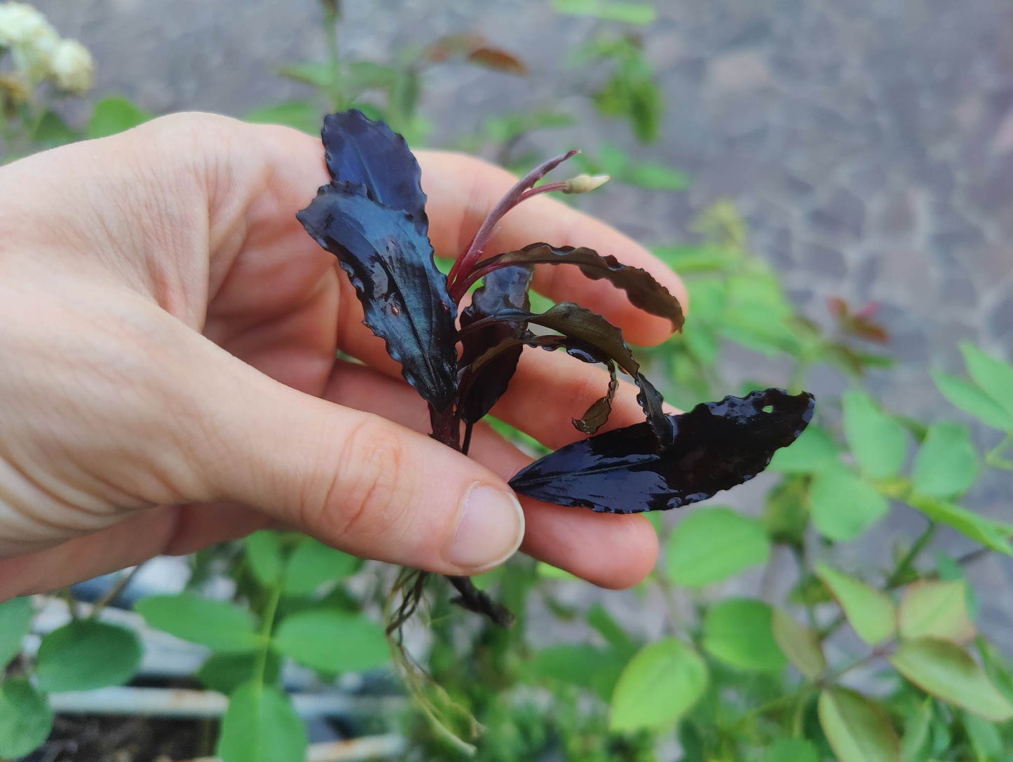 Bucephalandra brownie satan 1 rhizome 7cm