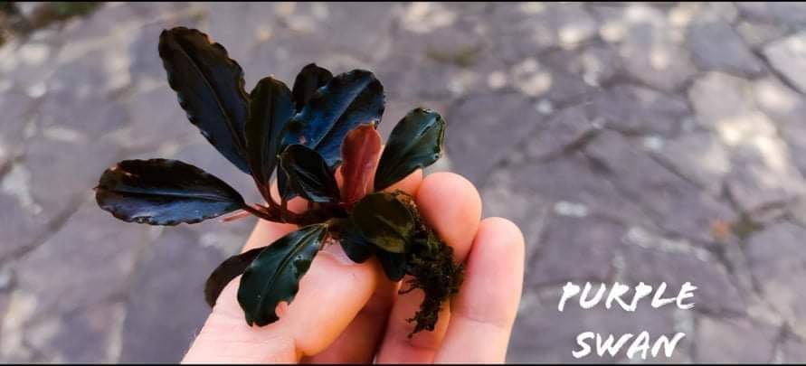 Bucephalandra swan 1 rhizome 7cm