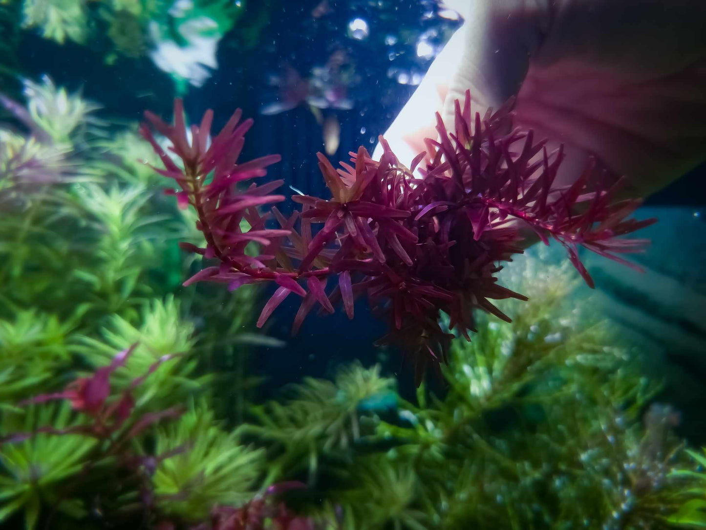 Rotala blood red singapore 10 stems 15cm