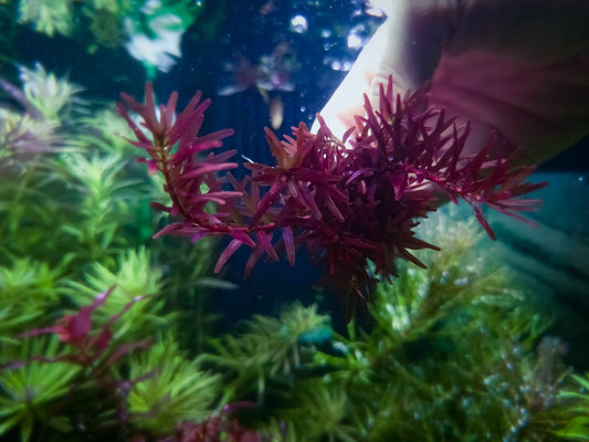 Rotala blood red singapore 10 stems 15cm
