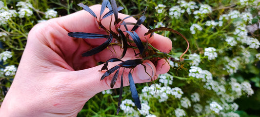 Bucephalandra black bell