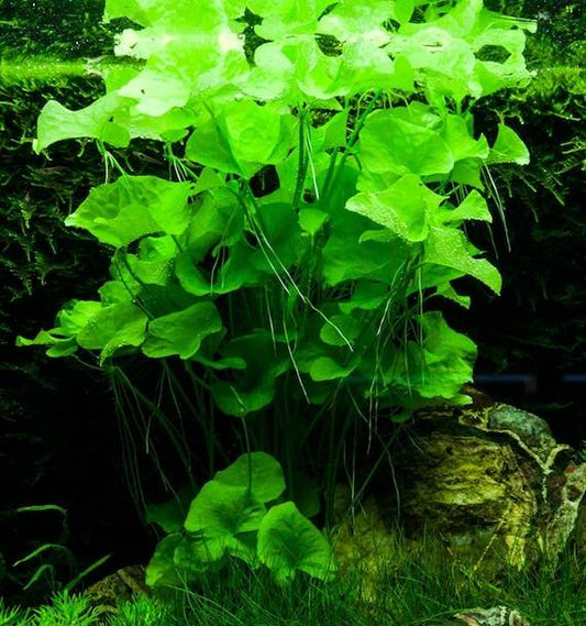 Nymphoides tawan 10 plants