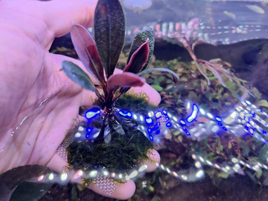 Bucephalandra paris 1 rhizome 7cm