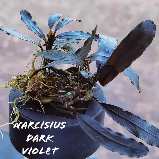 Narcisus dark violet 1 rhizome 7cm