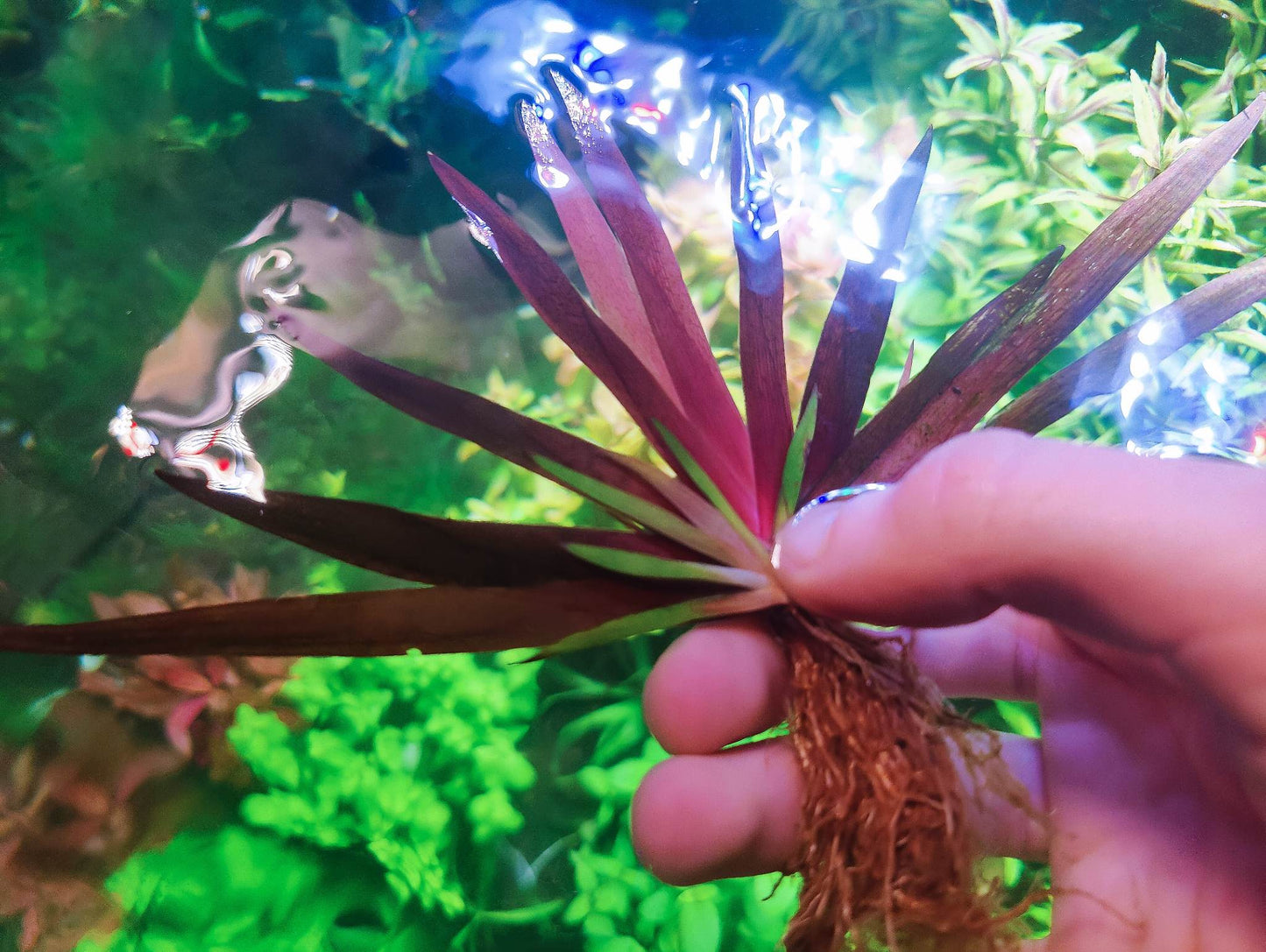 Xyris sp. Red big plants
