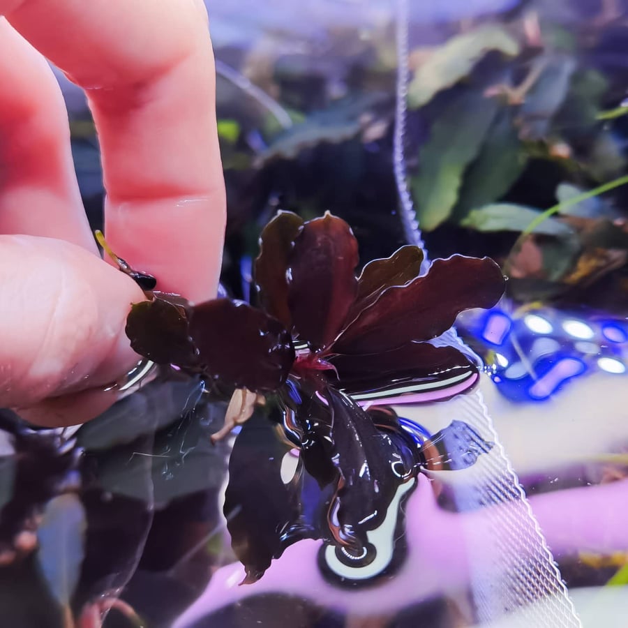 Bucephalandra swan 1 rhizome 7cm
