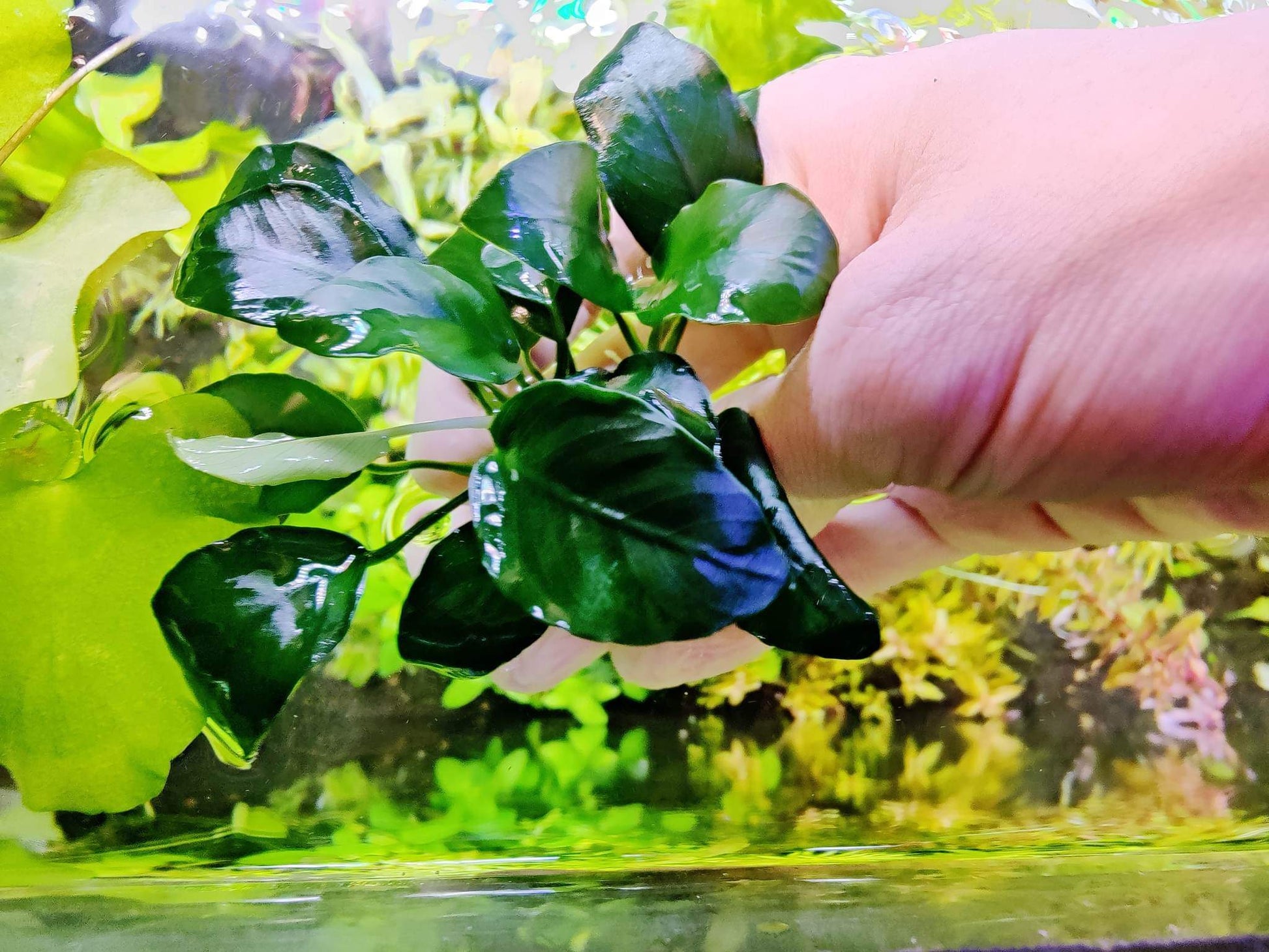 anubias bonsai tree Anubias bonsai 5cm 4 plants