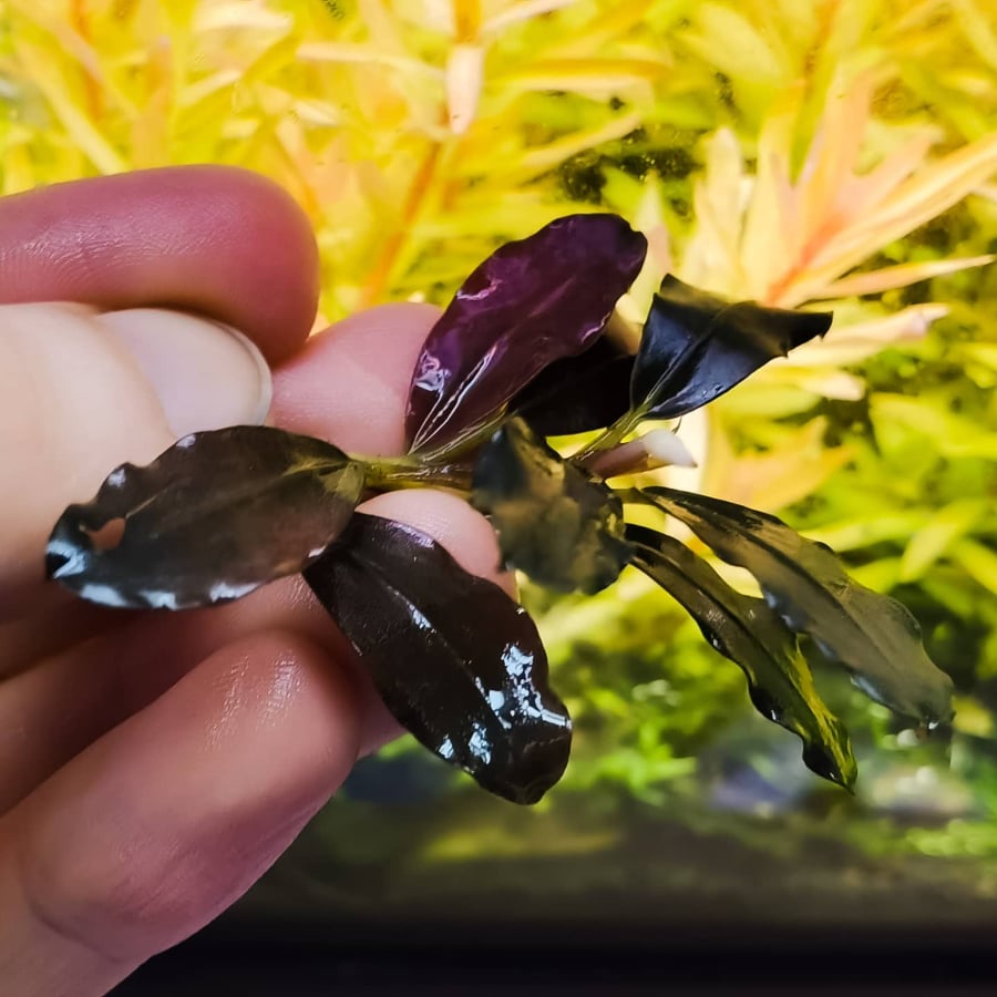 Mix bucephalanadra plants aquarium rhizome 7cm
