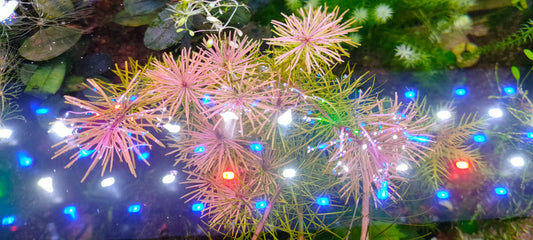 Rotala vietnam 15 stems 15 cm