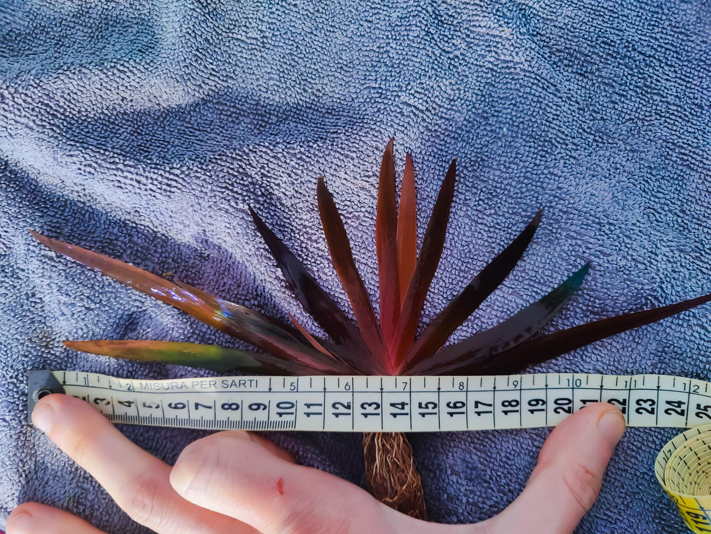 Xyris sp. Red big plants