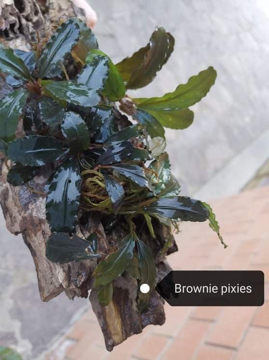 Bucephalandra brownie pixies 1 7cm rhizome