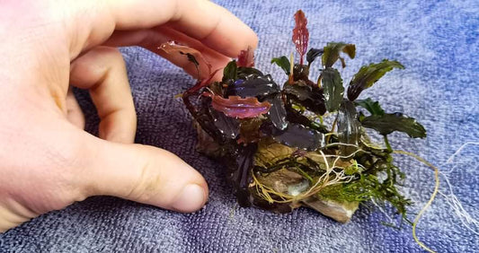 30 rhizome mix  bucephalandra