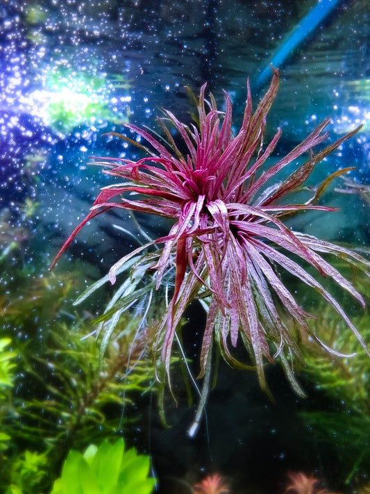Ludwigia white in the growth phase (available 10/2025)