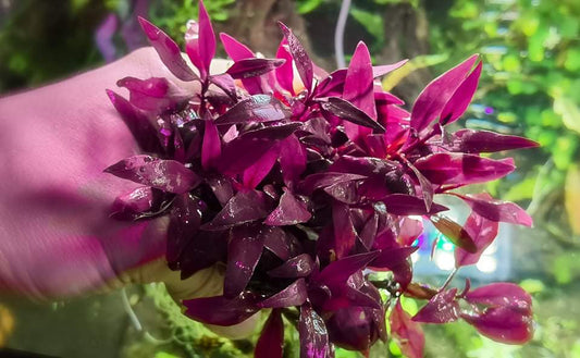 Althernanthera lilancina purple 10 stems 15cm  super color leaf