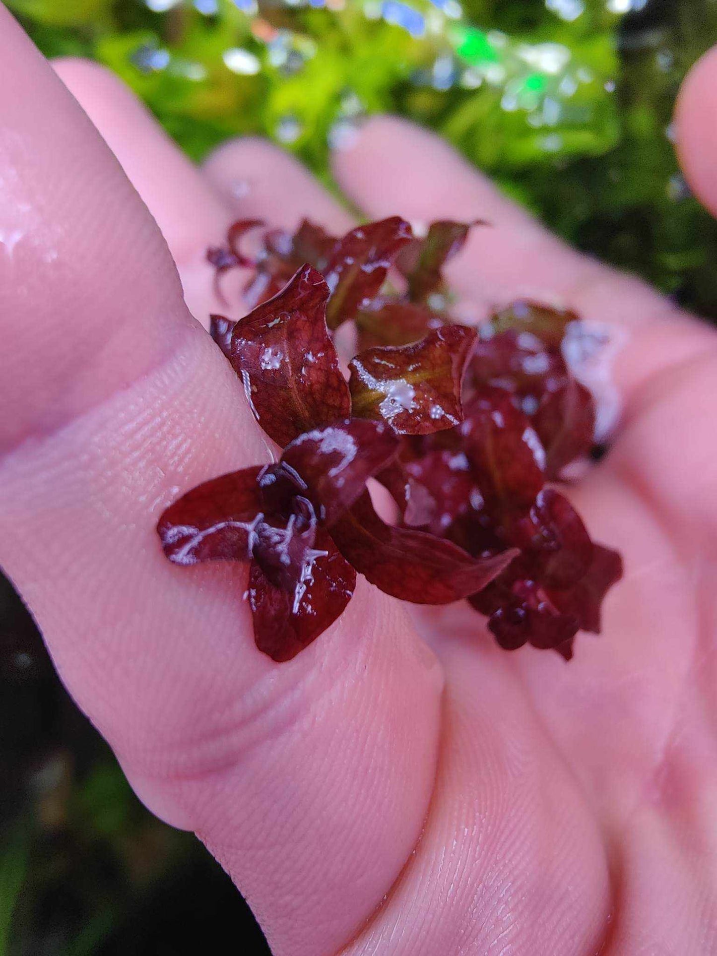 Ludwigia senegalensis 5 stems 15cm