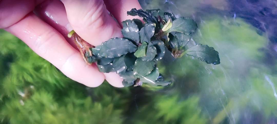 Bucephalandra silver powder 1 rhizome 7cm
