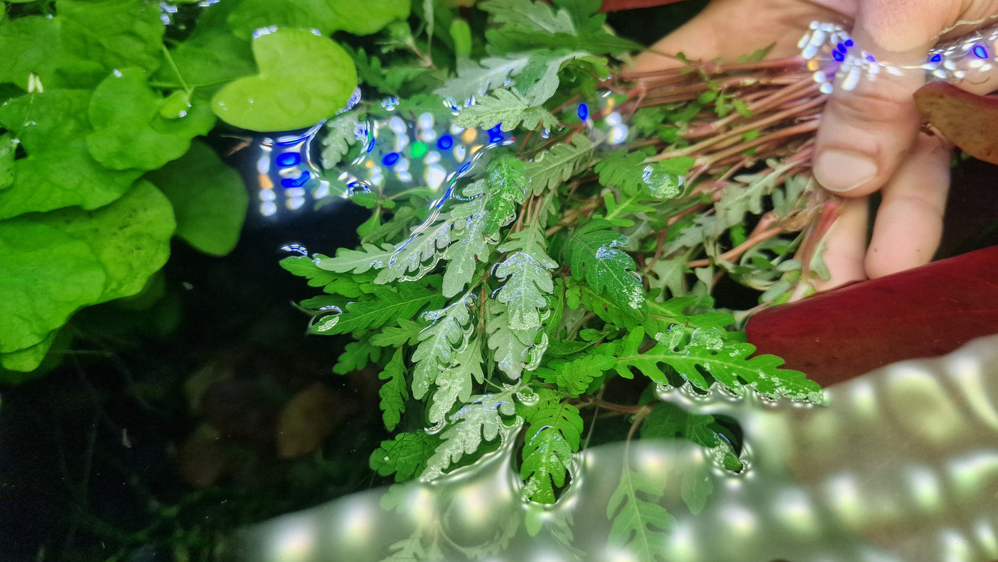 H.Pinnatifida