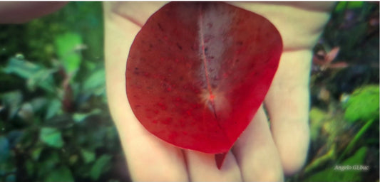 Nynphaea perù red 1 plant