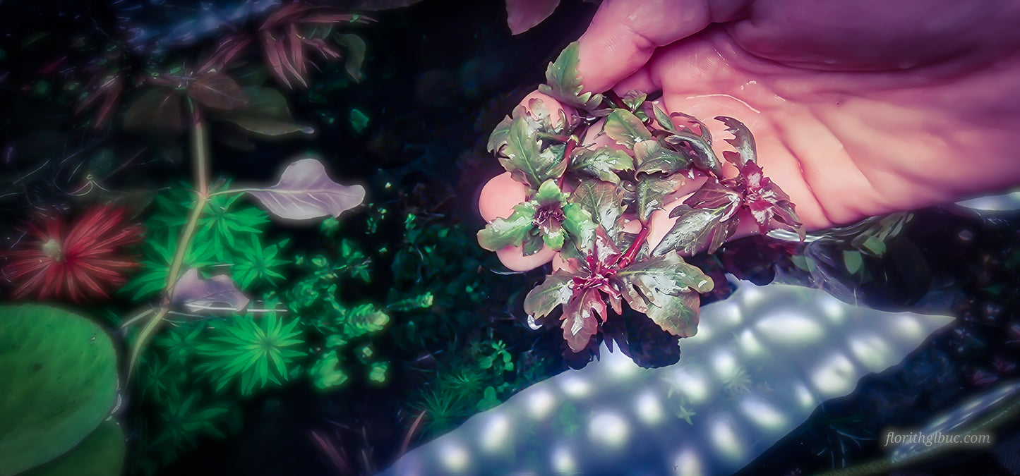 Hygrophila difformis red 4 stems