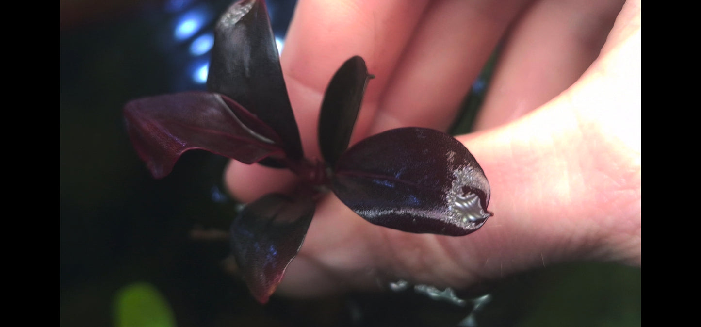 Bucephalandra blue safir/sapphire 1 rhizome 7cm
