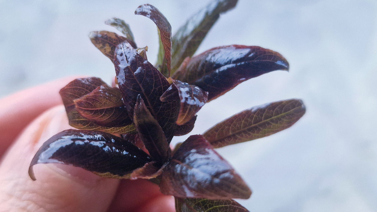 Hygrophila corymbosa "Kompakt" 5 stems 5cm