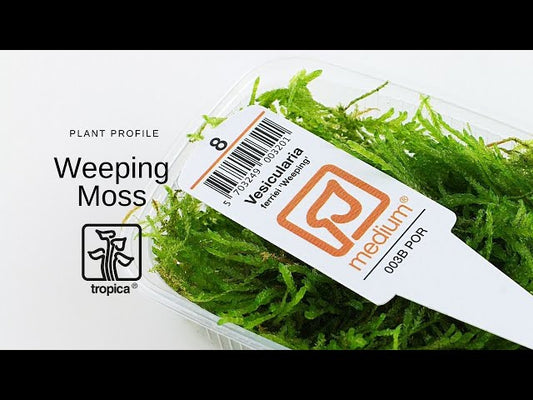 Weeping Moss Vesicularia Ferriei