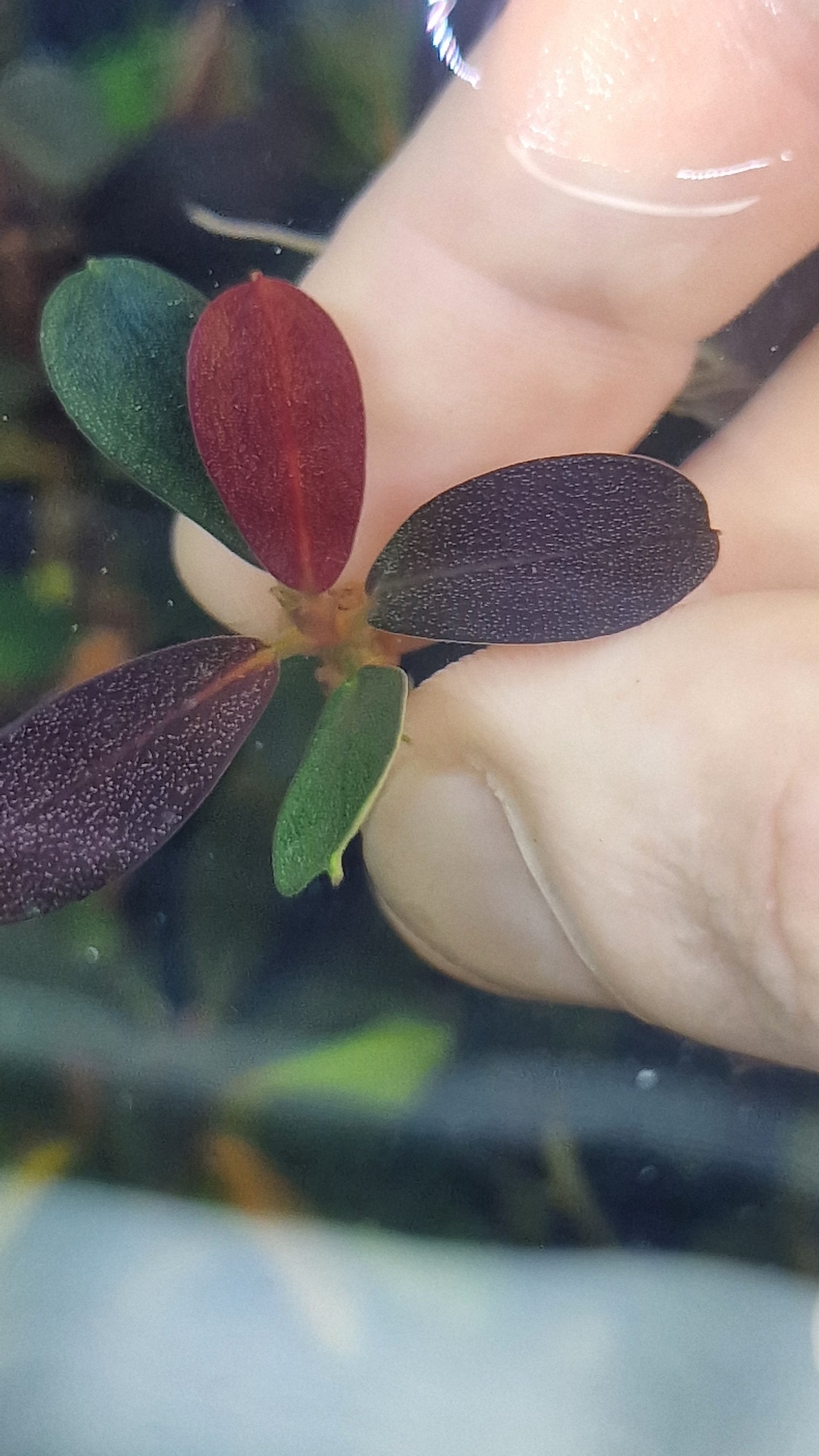 Bucephalandra red evil