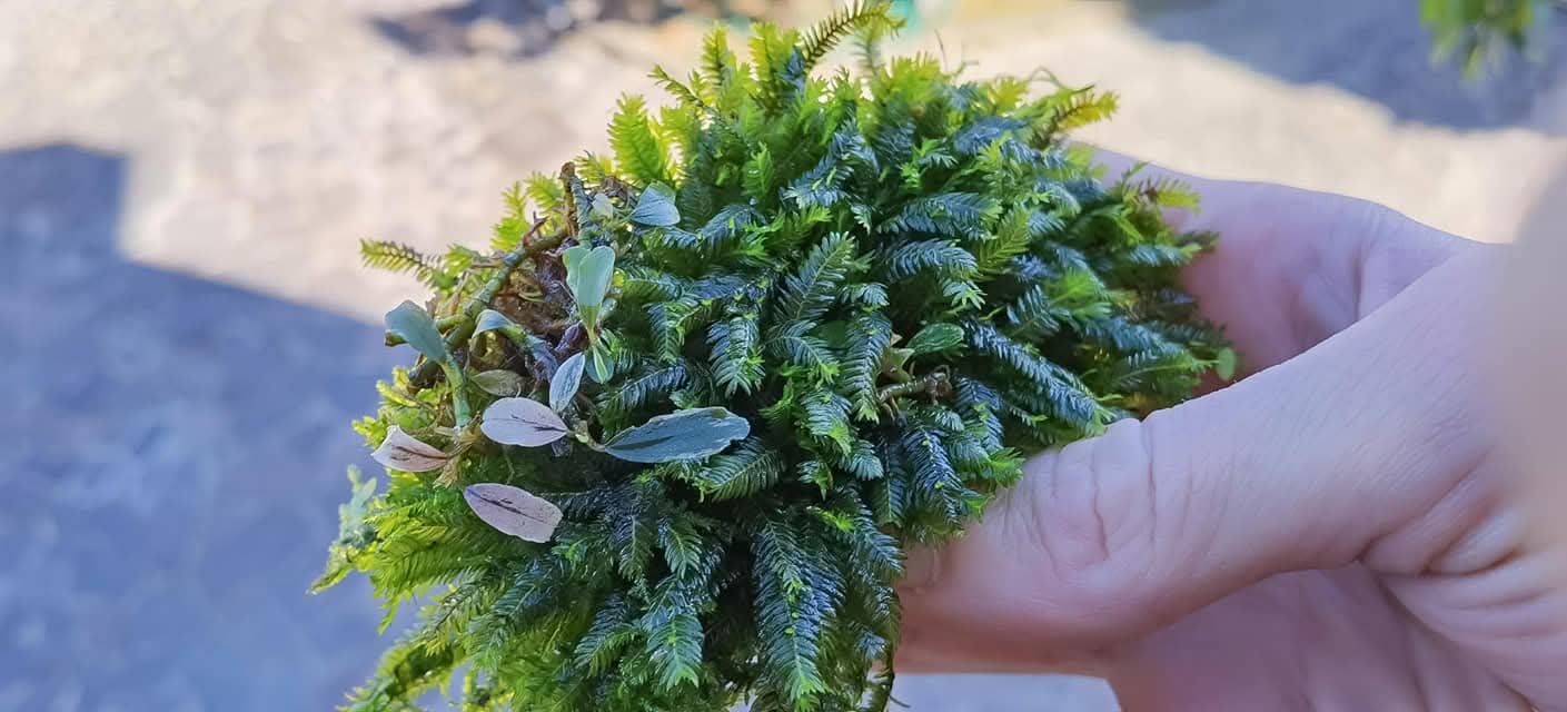 Fissidens grandifrons 3x3cm