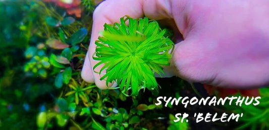 Syngonanthus sp. Belem 5 stems 15cm