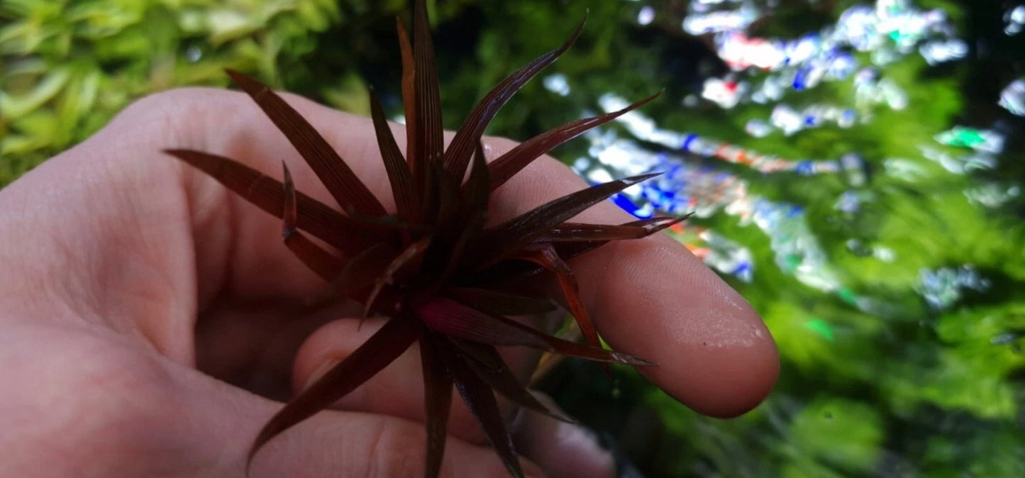 Eriocaulon Quiquagulare 1 Plant Rare Plants Aquarium.