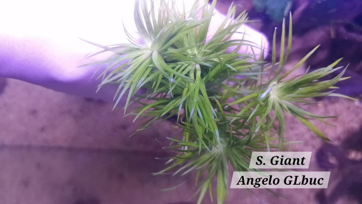 Syngonanthus sp. “Giant” Rare Aquatic Plant 3 Stems 15 cm