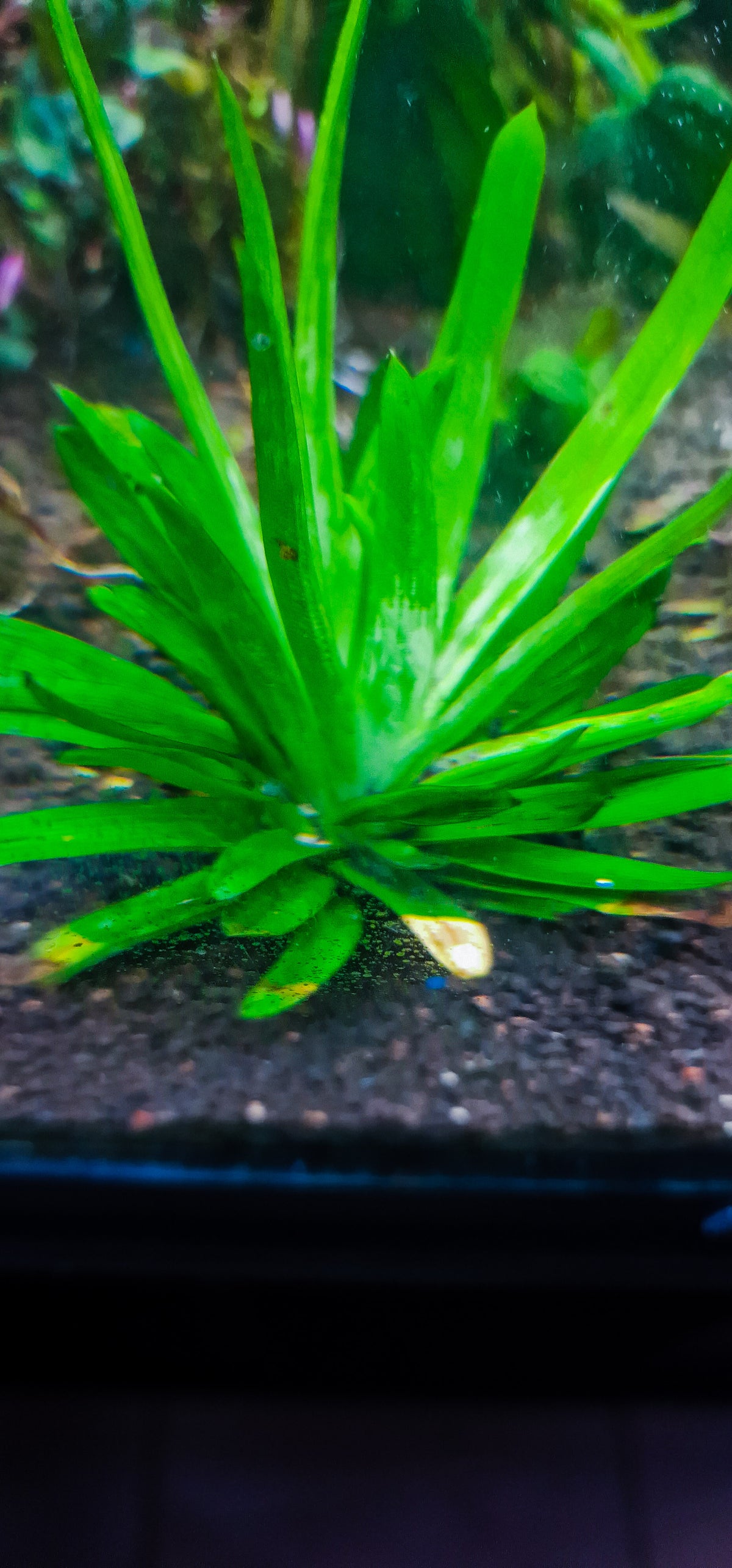 Eriocaulon cuspidatum 1 plant medium size