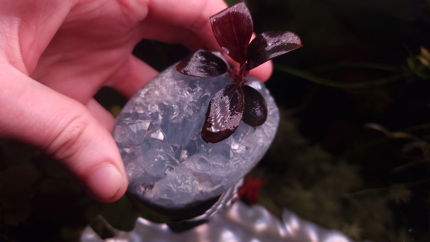 Bucephalandra blue safir/sapphire 1 rhizome 7cm