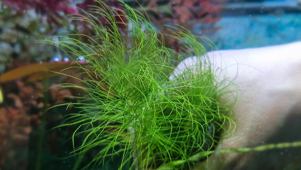 Eriocaulon setaceum.kimberly 2 stems 15cm