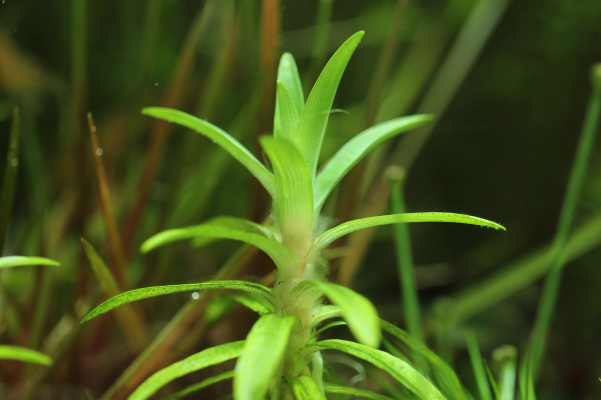 Syngomanthus lindosa