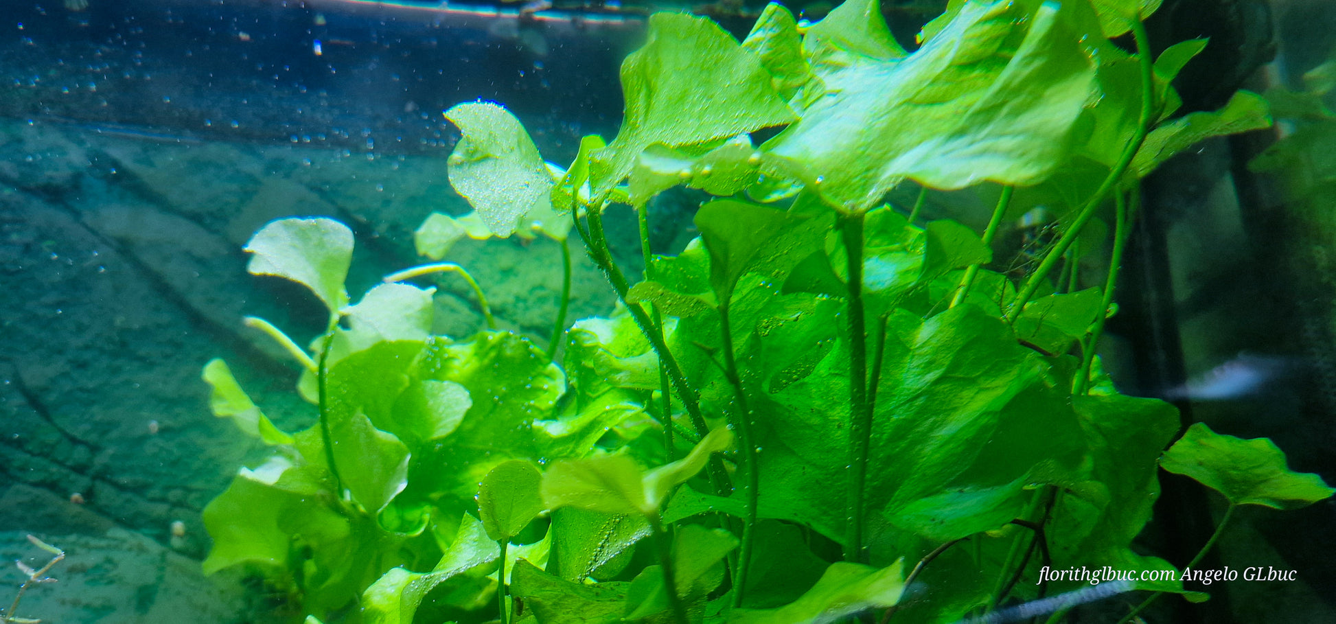 Nymphoides tawan aquatic plant, green broad leaves, set of 10 plants about 20 cm tall.