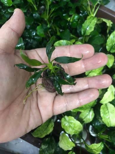 Anubias pangolino 1 pcs