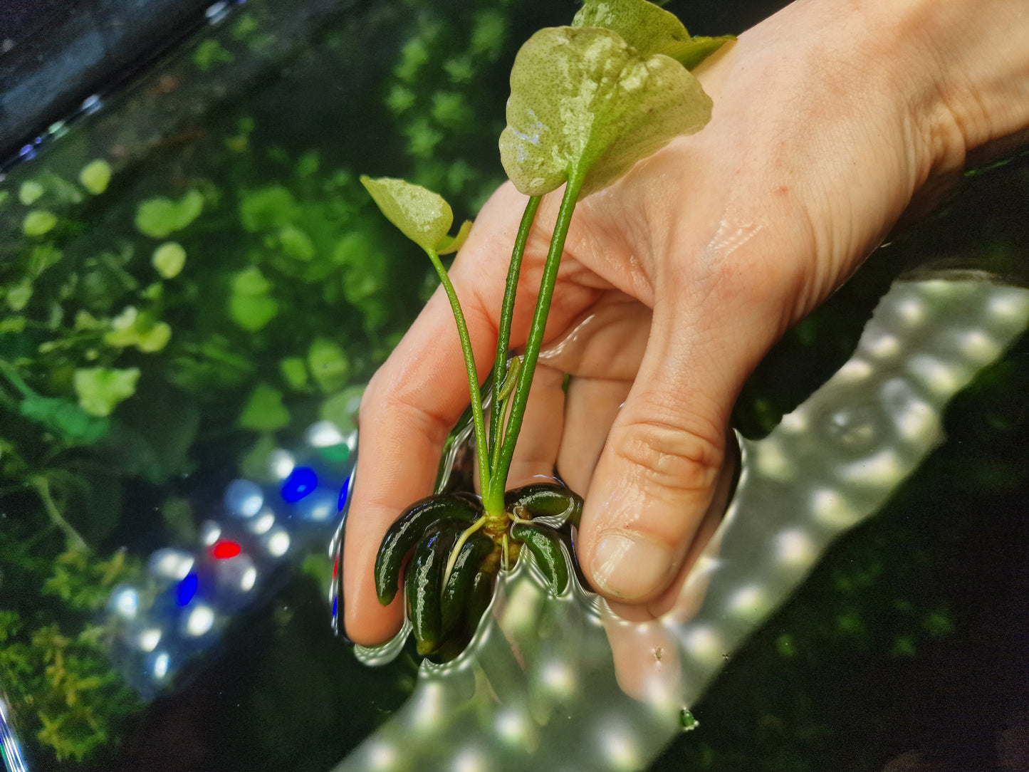 Nymphaea banana 1 plant adult
