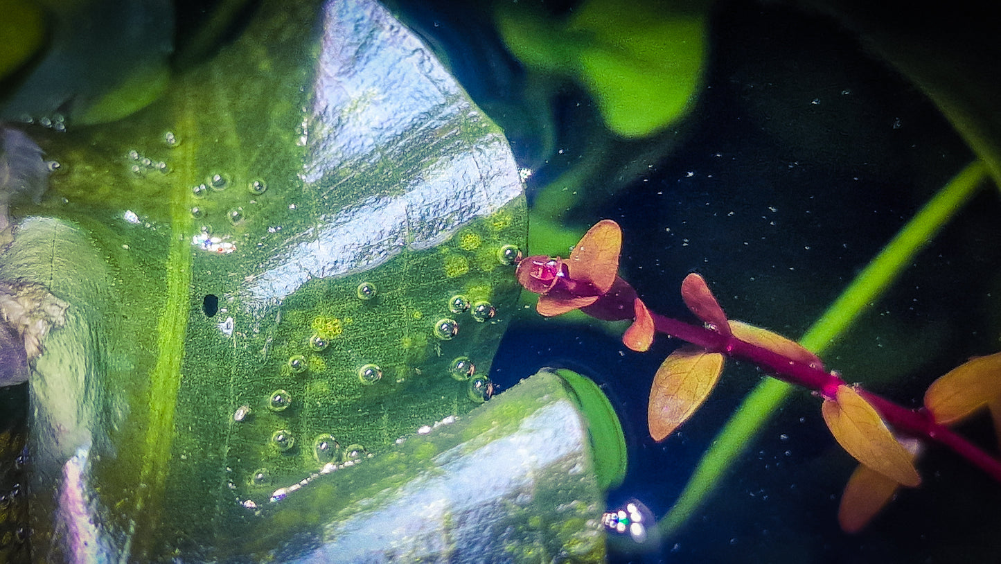 Rotala Orange leaf variant india 3 stems 20cm