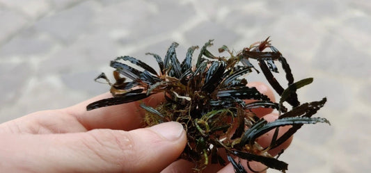 Bucephalandra Mini Belindae Rare Plants Aquarium Rhizome 7cm.