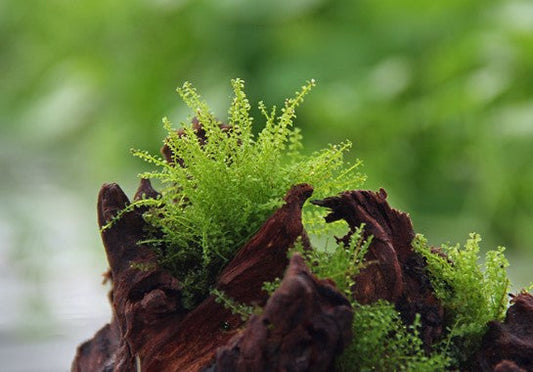 Plagiomnium affine Pearl Moss 5x5cm