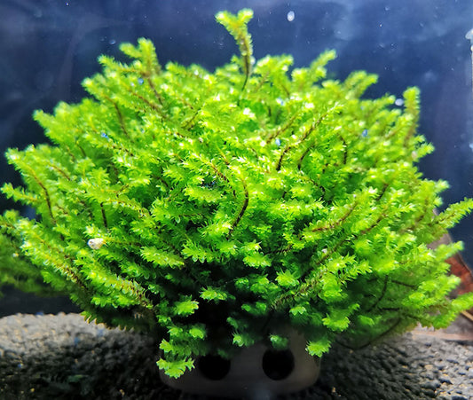 porzione
 
Distichophyllum sp. Hookeriaceae Rare moss 5x5cm