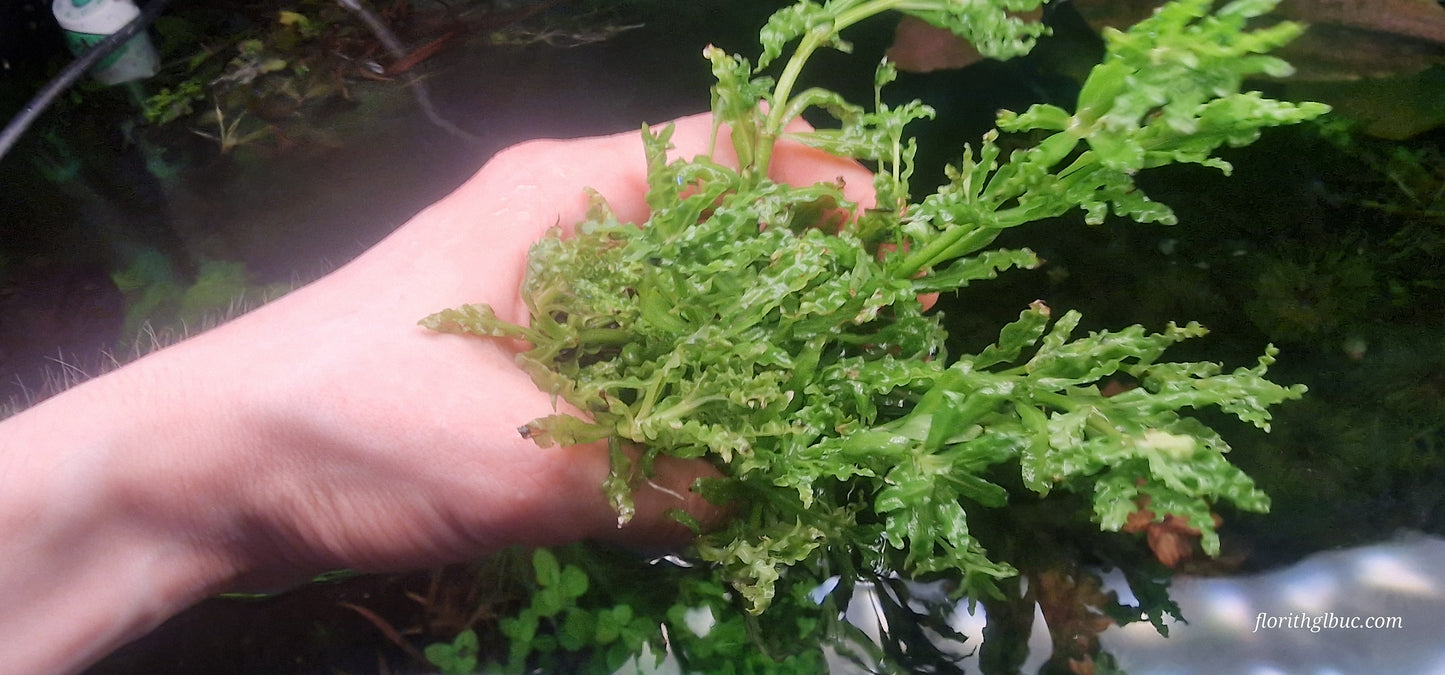Pogostemon helferi 1 portion large  4 mother plants