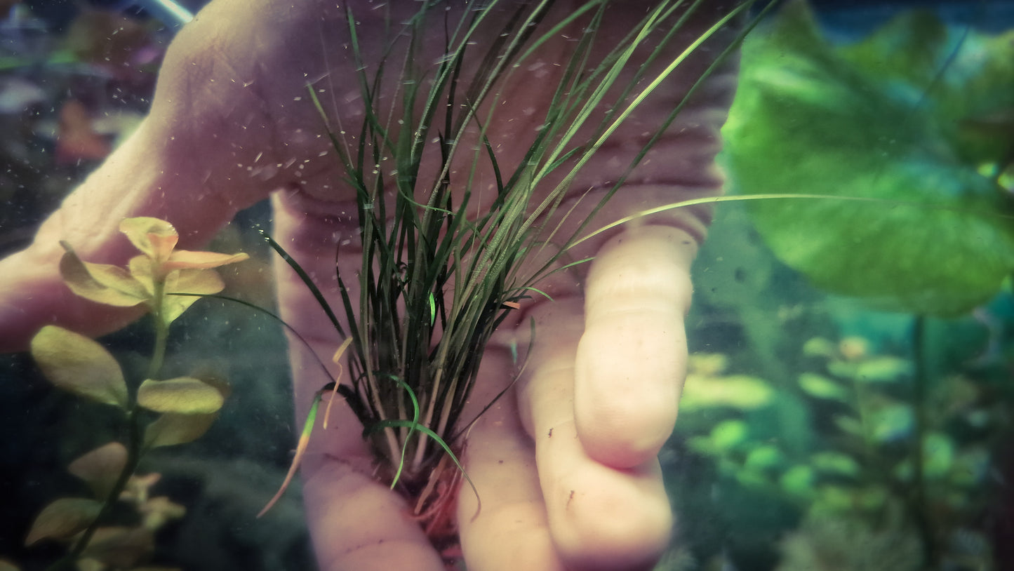 Eriocaulon sp. "Japan Needle Leaf" rare plants aquarium 1plant