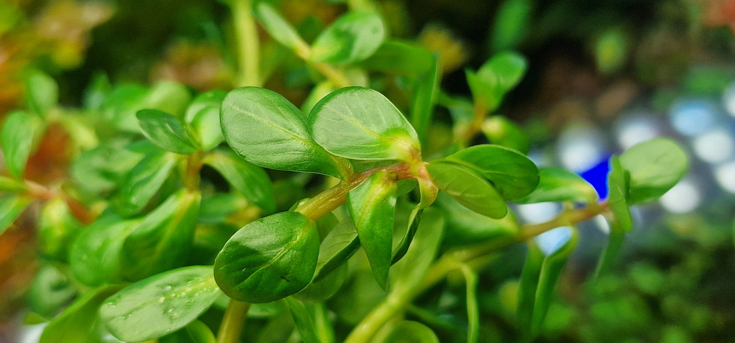 Rotala indica  10 stems 15cm