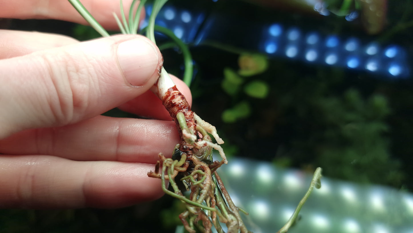 Fenestratarum callum 1 rhizome 5cm