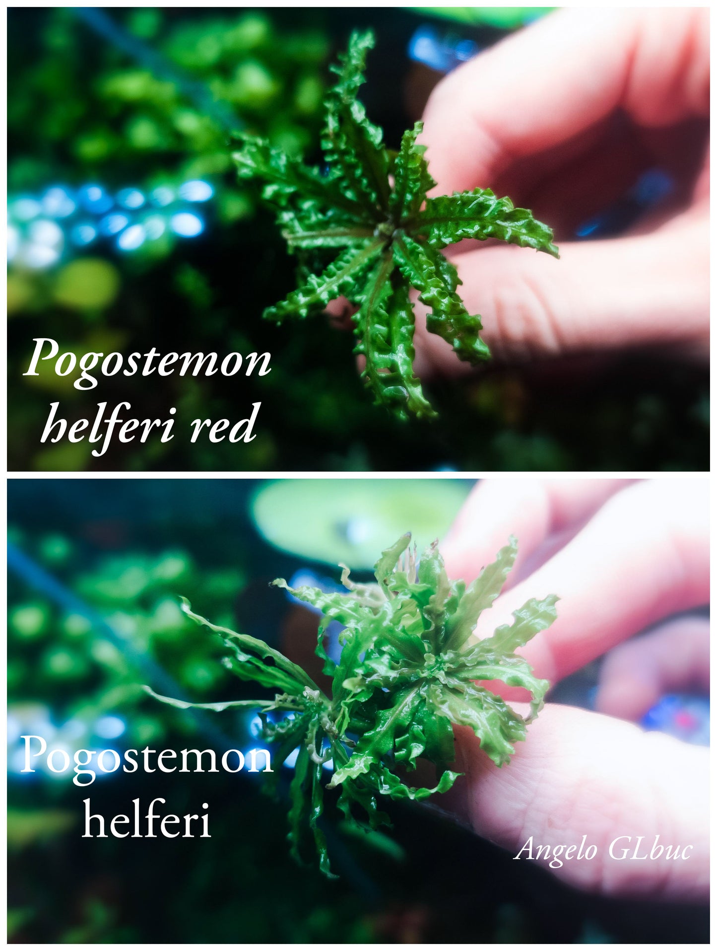 Pogostemon helferi red 2  plant